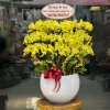Chậu Lan Hồ Điệp Màu Vàng