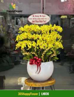 Chậu Lan Hồ Điệp Màu Vàng