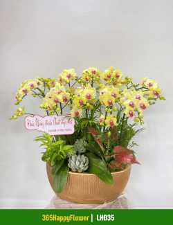 Chậu Lan Hồ Điệp May Mắn