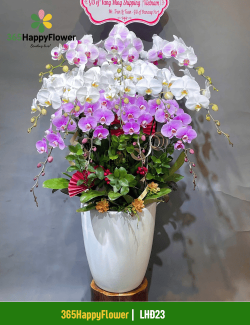 Chậu Lan Hồ Điệp Mix Màu