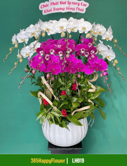 Chậu Lan Hồ Điệp Nghệ Thuật