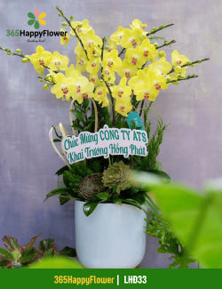 Chậu Lan Hồ Điệp Màu Vàng Nhẹ Nhàng