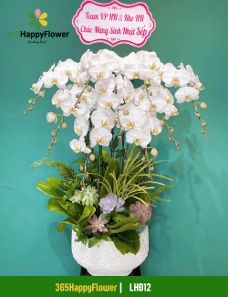 Chậu Lan Hồ Điệp Phú Quý