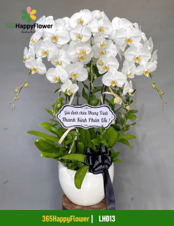 Chậu Lan Hồ Điệp Tài Lộc