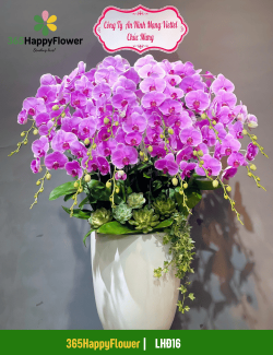 Chậu Lan Hồ Điệp Tặng Bạn Bè