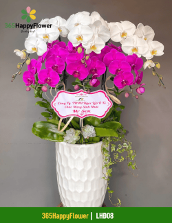 Chậu Lan Hồ Điệp Tặng Khai Trương