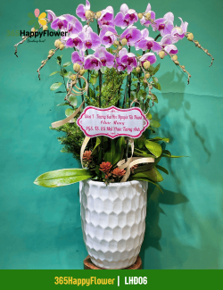 Chậu Lan Hồ Điệp Tặng Sếp