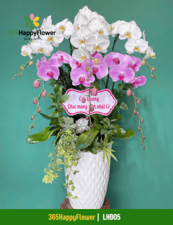 Chậu Lan Hồ Điệp Tặng Sinh Nhật Ý Nghĩa