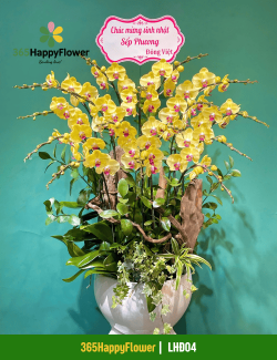 Chậu Lan Hồ Điệp Tặng Sinh Nhật