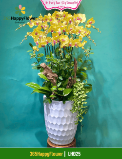 Chậu Lan Hồ Điệp Tinh Tế