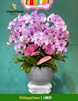 Chậu Lan Hồ Điệp Cao Cấp