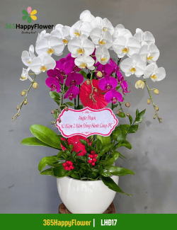 Chậu Lan Hồ Điệp Màu Trắng Tím