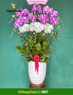 Chậu Lan Hồ Điệp Trang Nhã