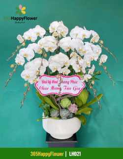 Chậu Lan Hồ Điệp Trắng Tinh Khôi