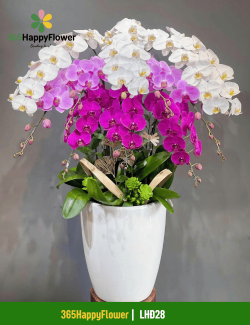 Chậu Lan Hồ Điệp Trang Trí Nhà Đẹp