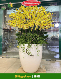 Chậu Lan Hồ Điệp Trang Trí Phòng Khách