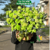 Giỏ Hoa Tươi Màu Xanh Lá