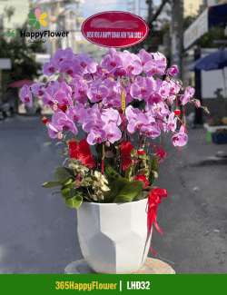 Chậu Lan Hồ Điệp Đẹp Tinh Tế