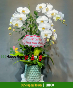 Chậu Lan Hồ Điệp
