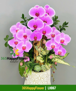 Chậu Lan Hồ Điệp