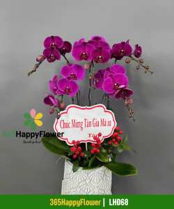 Chậu Lan Hồ Điệp